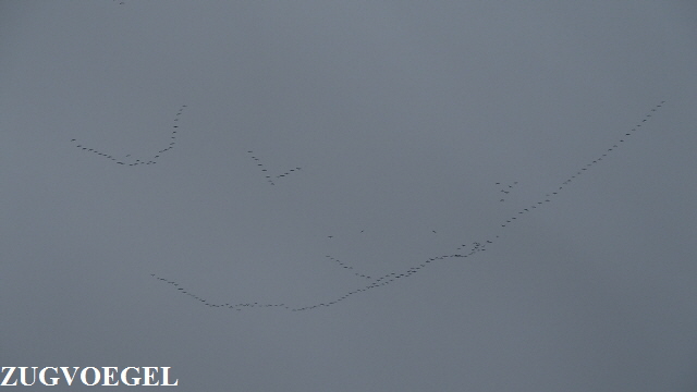 P9130517 (640x360) (640x360)