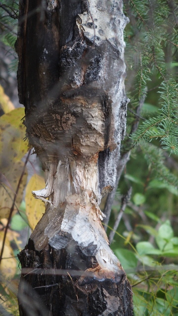 P9130524 (360x640) (360x640)