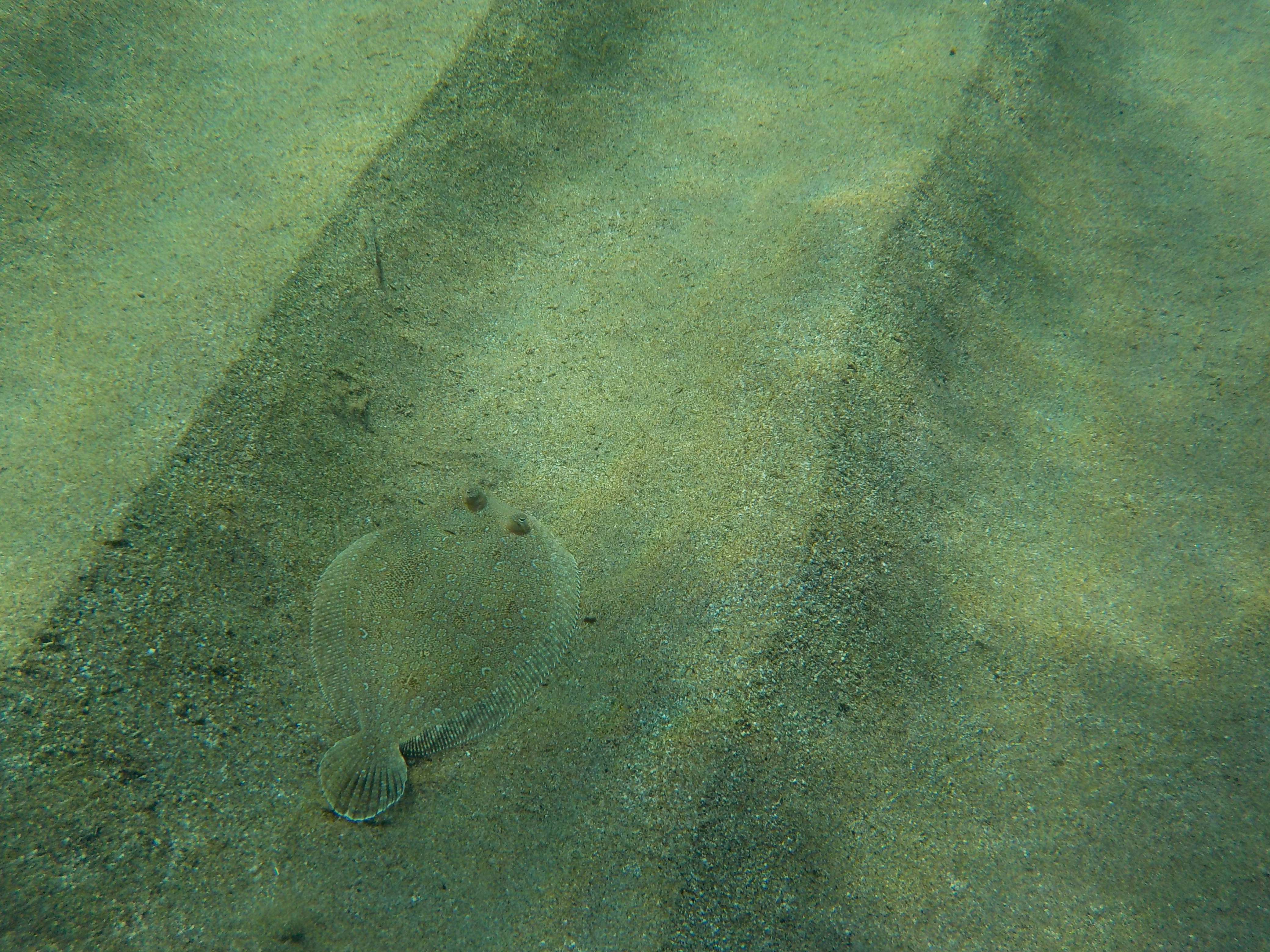 Unterwasser vor der Haust&uuml;re