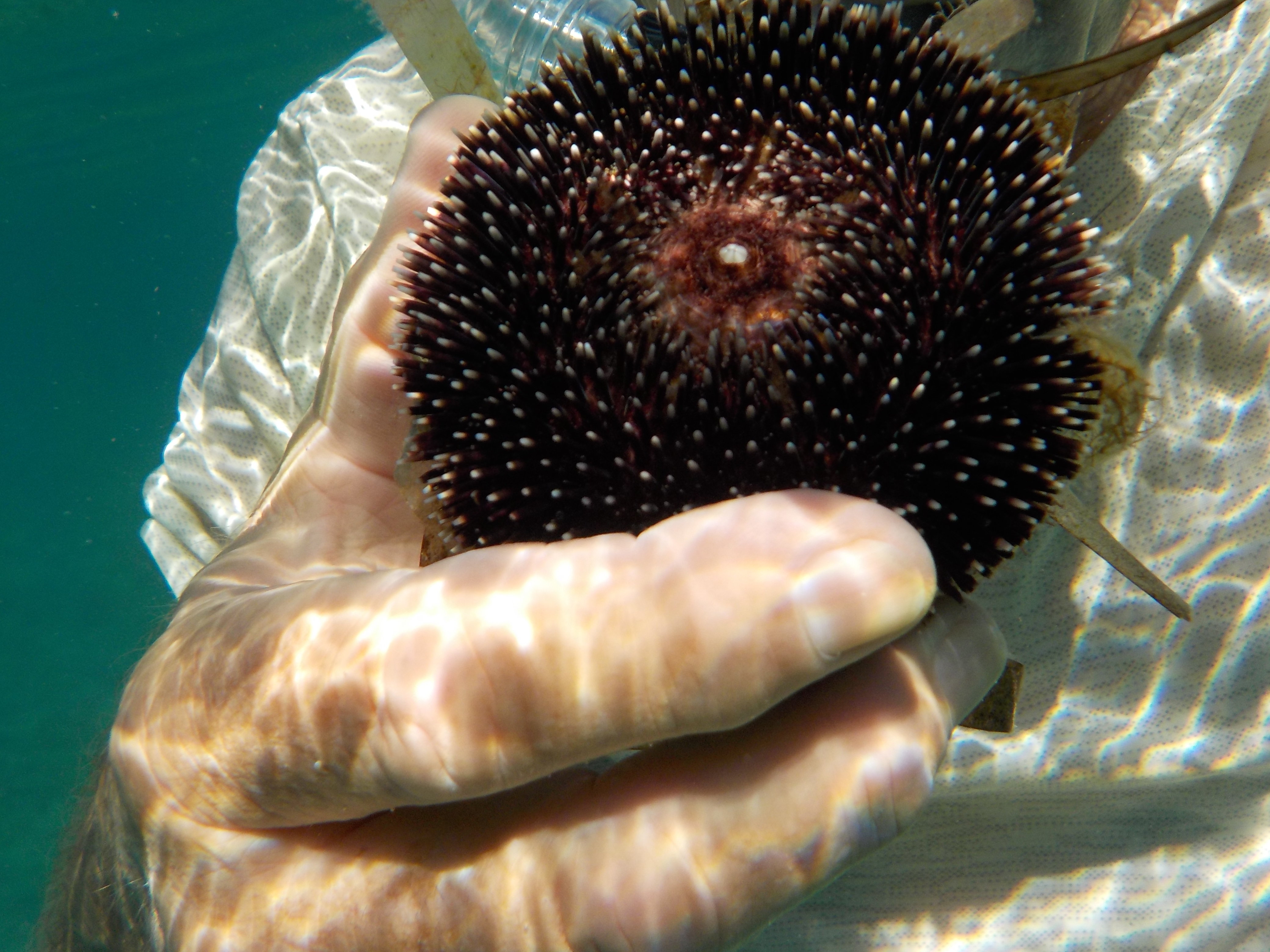 Unterwasserleben bei Plakas