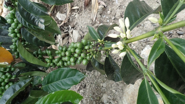 Bourbon de Galapagos, eigenartig, dort hat mir keiner etwas davon erz&auml;hlt