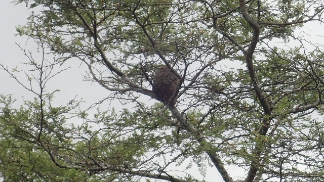 aber auch das einzige Vogelnest(l&eacute;)