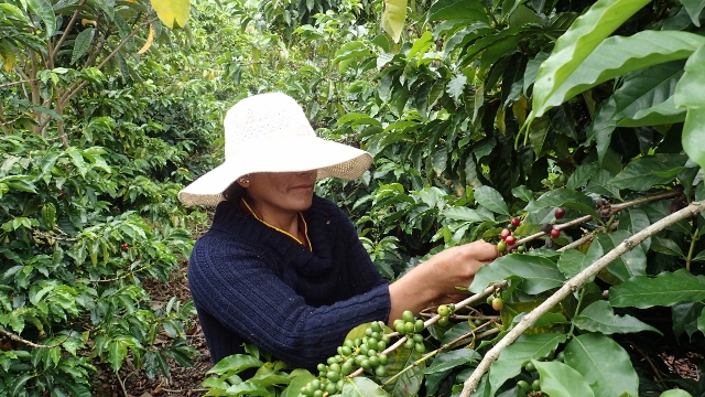 Bei Bio Bauern beginnt die Ernte im Mai, hier wird ganzj&auml;hrig geerntet