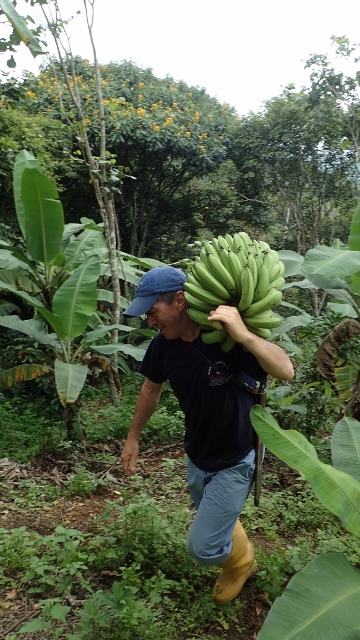 mal schnell eine Bananestaude abschneiden, Stamm auf den Boden legen als Terasse