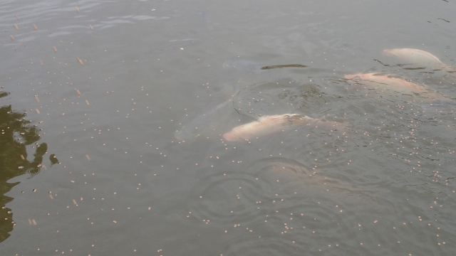 im Hotel werden die Tilapias gef&uuml;ttert