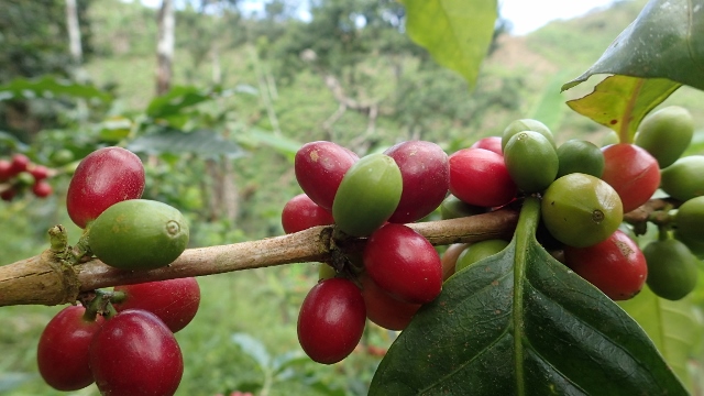 auf 1200m&uuml;M hat die Ernte schon begonnen