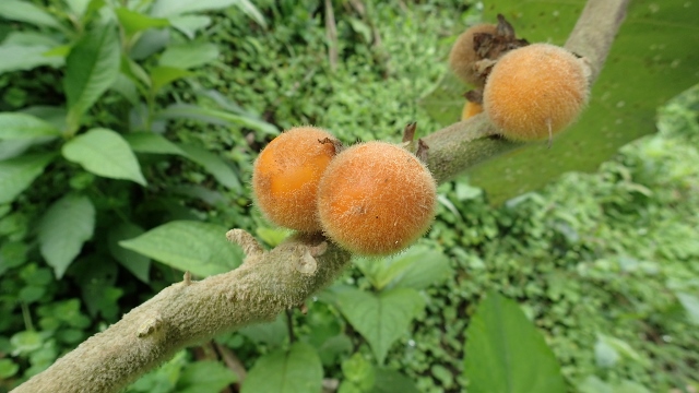 Naranjilla geben super guten Saft..muss etwas mit Orangen zu tun haben