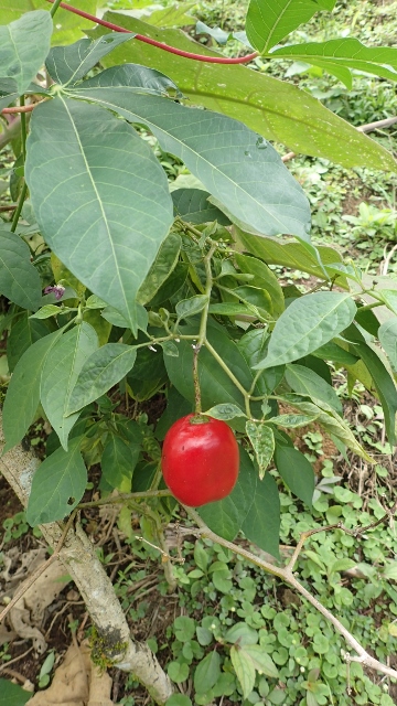 3 Lebensmittel auf einem Bild!