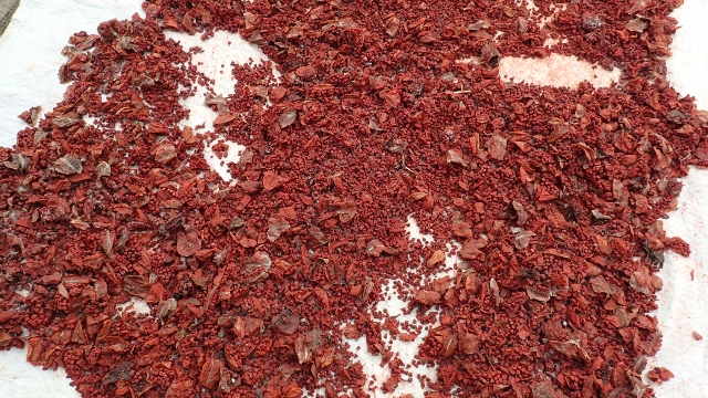 Chili chote zum f&auml;rben