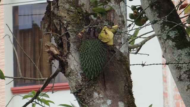 Jackfruit- &auml;hnlich wie Durian...b&auml;&auml;&auml;hhhh