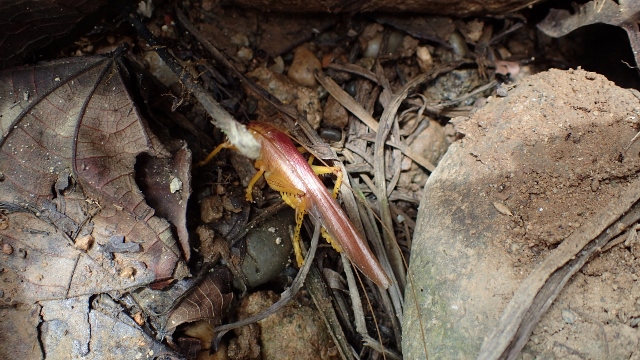 MULTICOLOR Heuschrecke