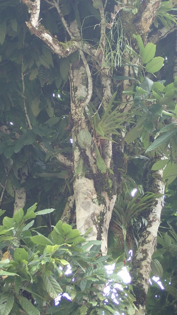 Da h&auml;ngen Fr&uuml;chte von denen Mann Samen gewinnt f&uuml;r die Nachzucht