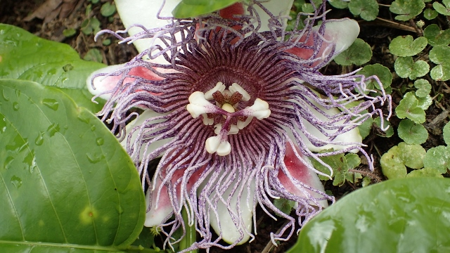 die dazugeh&ouml;rende Blume