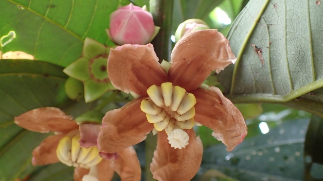 auch eine essbare Rarit&auml;t..kenne keinen Namen