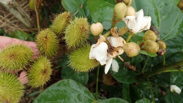 Chile achote - nur zum f&auml;rben