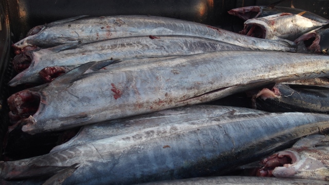 abendlicher Fang der Fischer