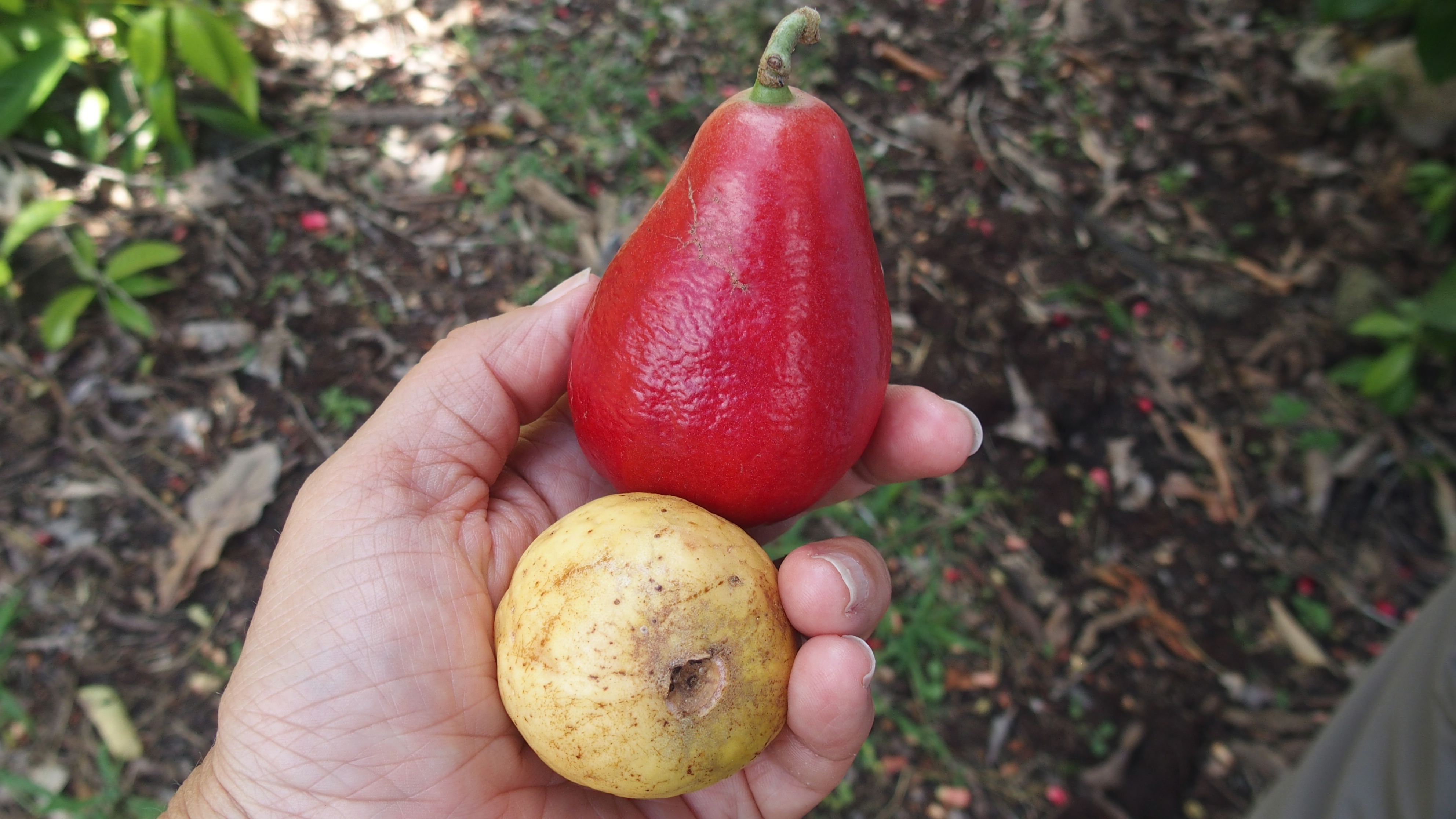 norwegische Birne..pfui aber gruusig, unten Passionsfrucht