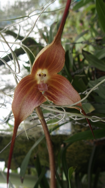 erkennt man das Aeffchen?