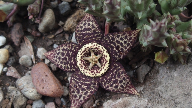 im botanischen Garten