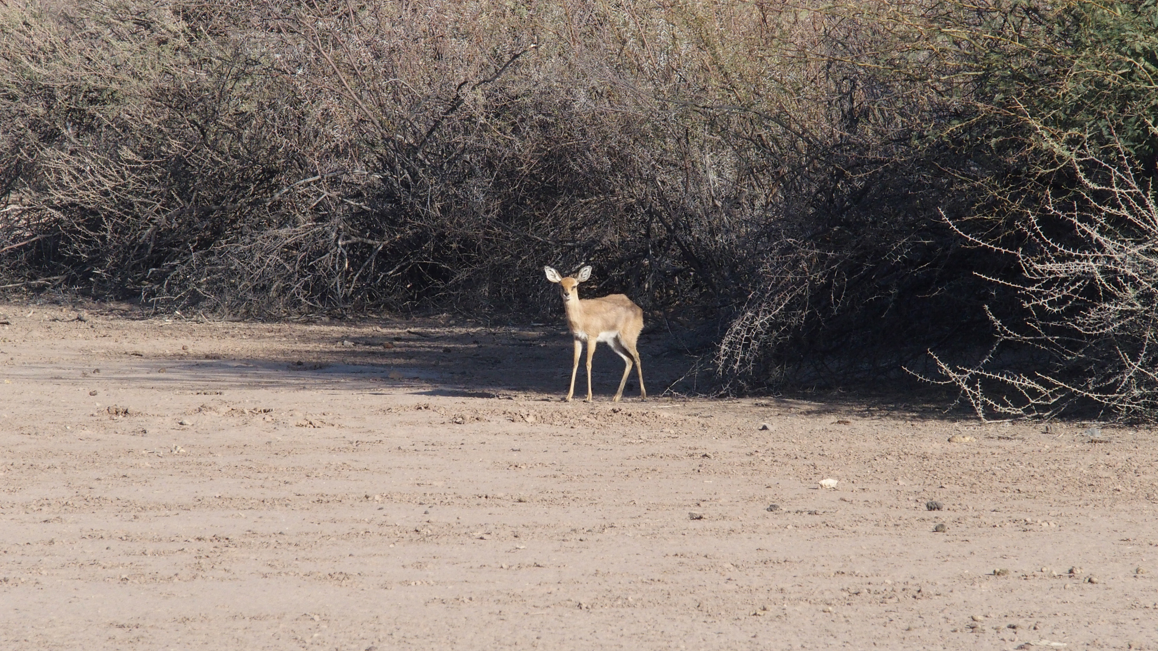 Eindrücke von Aeltes Morgensafari