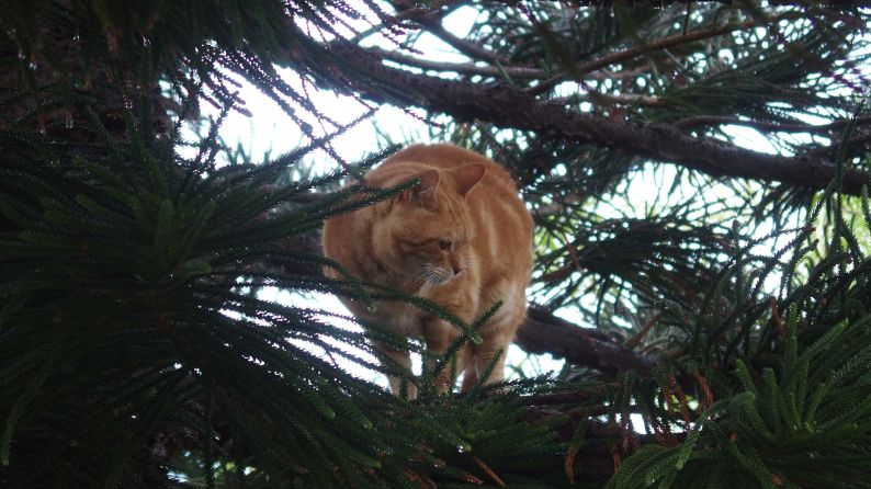 Fidel ist unglücklich, nasse Pfoten und zu hoch oben???????